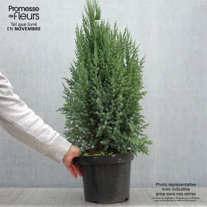 Ejemplar de Genévrier de Chine - Juniperus chinensis Stricta en pot de 7,5L/10L entregado en otoño