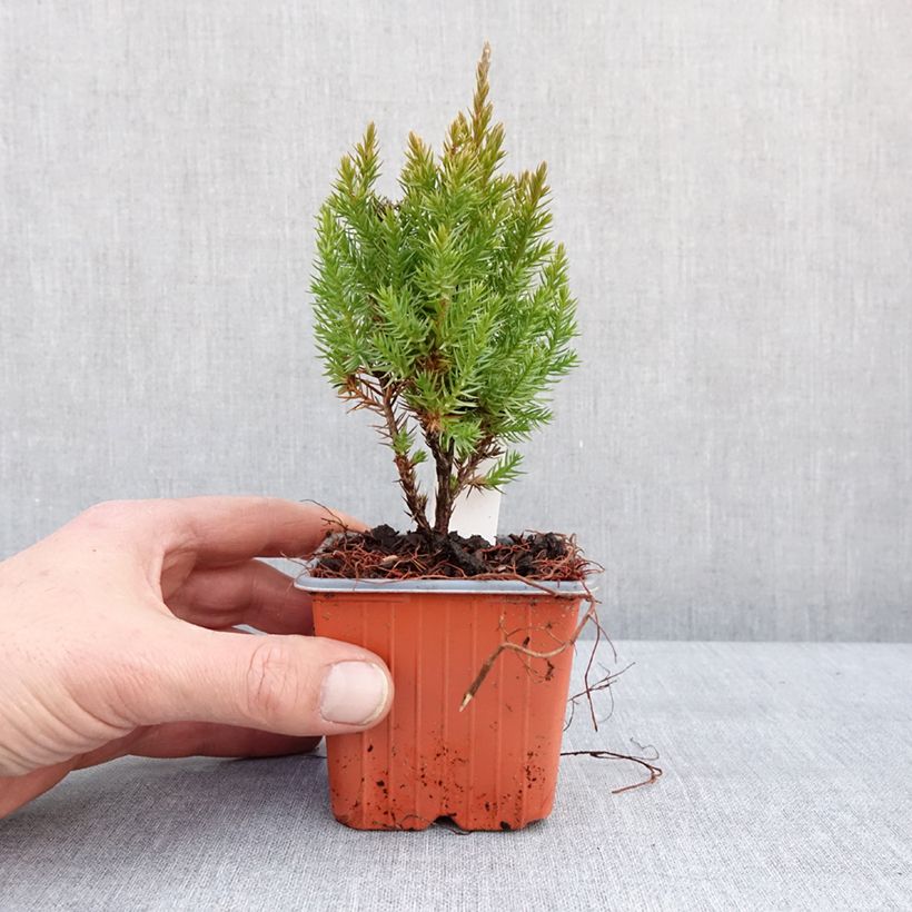 Juniperus chinensis Stricta - Enebro de la China Maceta de 8/9 cm Ejemplar entregado en invierno