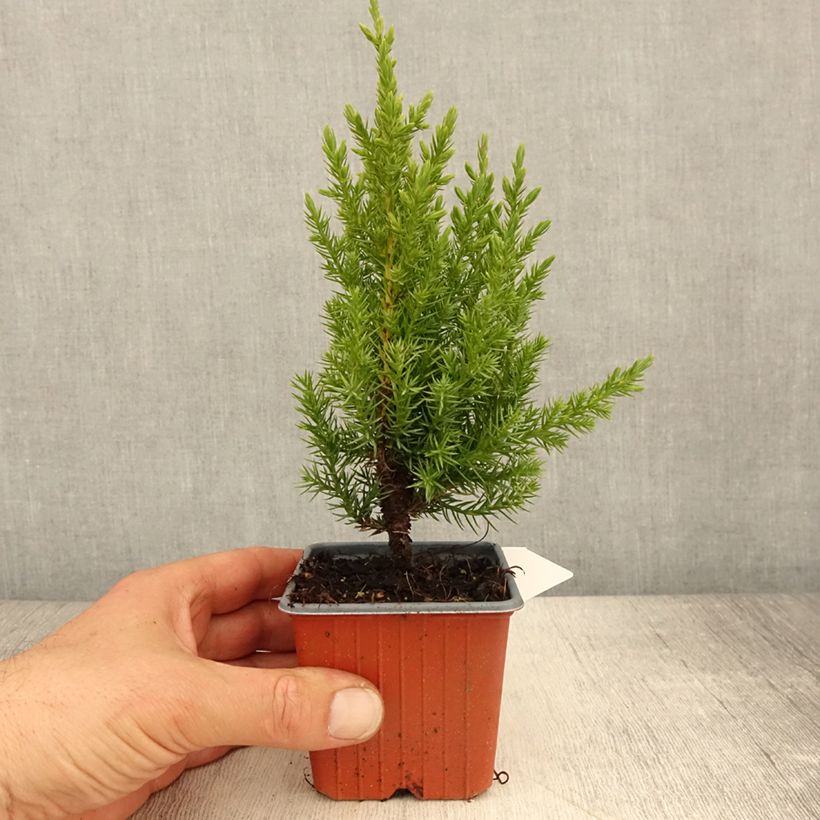 Juniperus chinensis Stricta - Enebro de la China Maceta de 8/9 cm Ejemplar entregado en la primavera