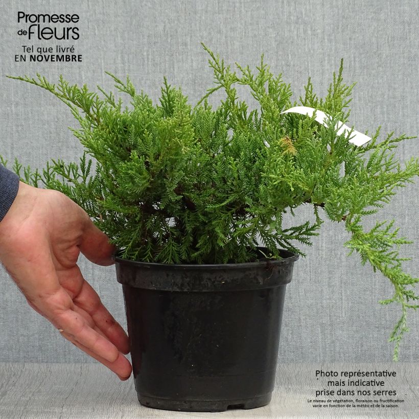 Ejemplar de Genévrier de Pfitzer Compact - Juniperus pfitzeriana Compacta Pot de 2L/3L entregado en otoño