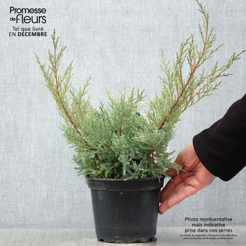 Ejemplar de Genévrier de Pfitzer - Juniperus pfitzeriana Glauca Pot de 2L/3L entregado en otoño