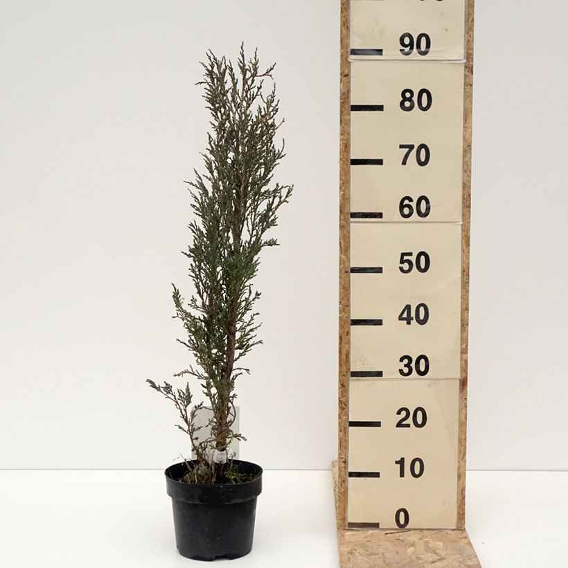 Juniperus scopulorum Blue Ivory - Enebro de las Rocallosas Maceta 2L/3LAltura de entrega aprox. 30cm Ejemplar entregado en invierno