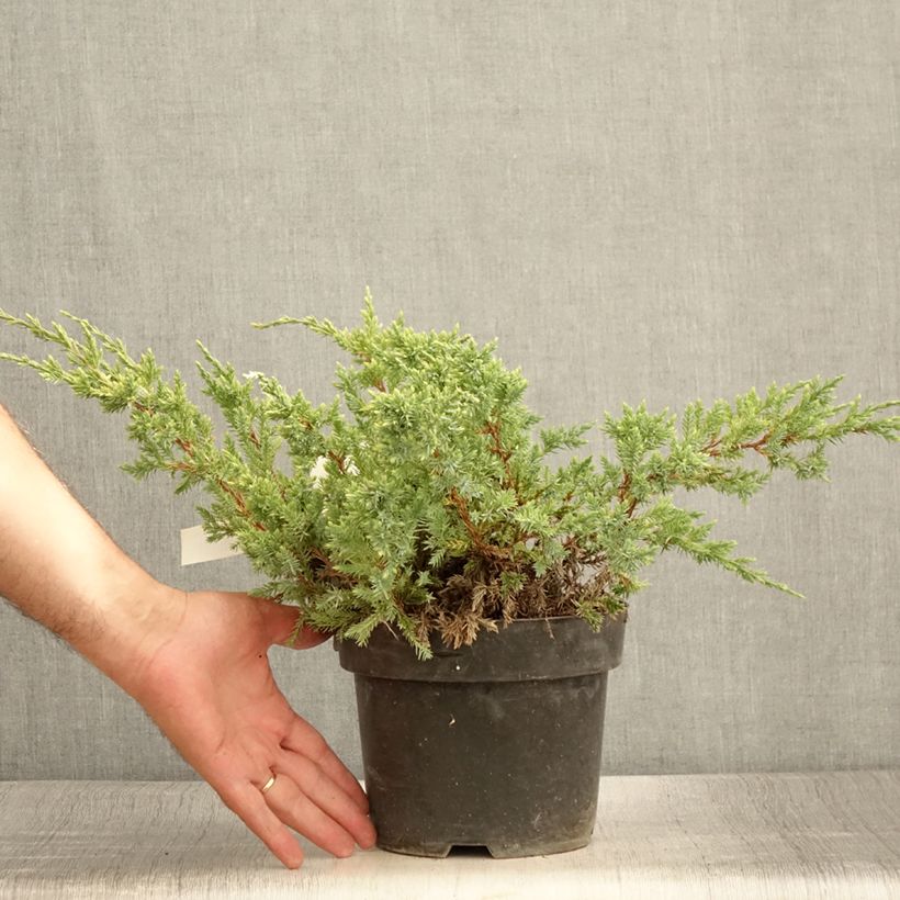 Ejemplar de Genévrier écailleux - Juniperus squamata Dream Joy en pot de 2l/3l entregado en verano