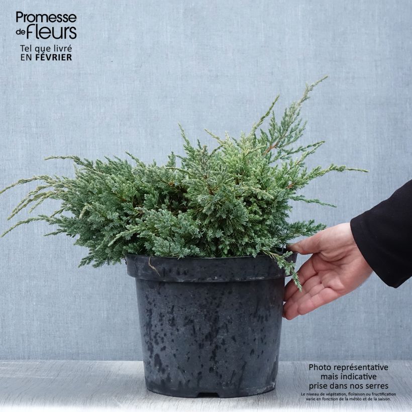 Genévrier écailleux - Juniperus squamata Dream Joy en pot de 7,5l/10l Ejemplar entregado en invierno