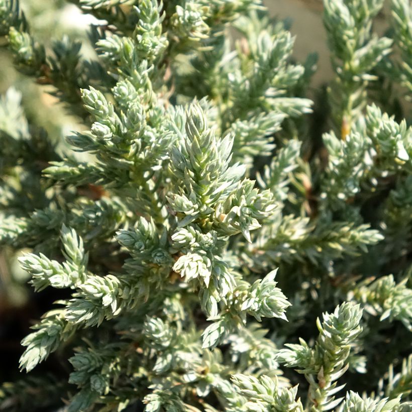 Juniperus squamata Tropical Blue - Enebro escamoso (Follaje)