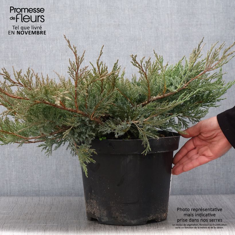 Ejemplar de Genévrier horizontal - Juniperus horizontalis Agnieszka en pot de 7,5l/10l entregado en otoño