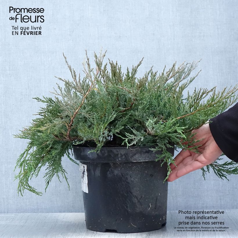 Genévrier horizontal - Juniperus horizontalis Agnieszka en pot de 7,5l/10l Ejemplar entregado en invierno