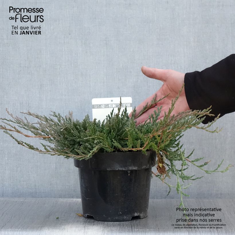 Genévrier horizontal - Juniperus horizontalis Jade River Pot de 2L/3L Ejemplar entregado en invierno