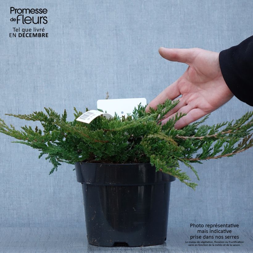 Ejemplar de Genévrier horizontal - Juniperus horizontalis Prince Of Wales en pot de 2L/3L entregado en otoño