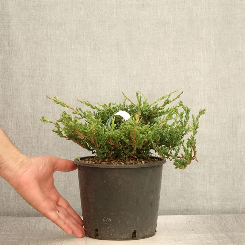 Ejemplar de Genévrier horizontal - Juniperus horizontalis Prince Of Wales en pot de 2L/3L entregado en verano