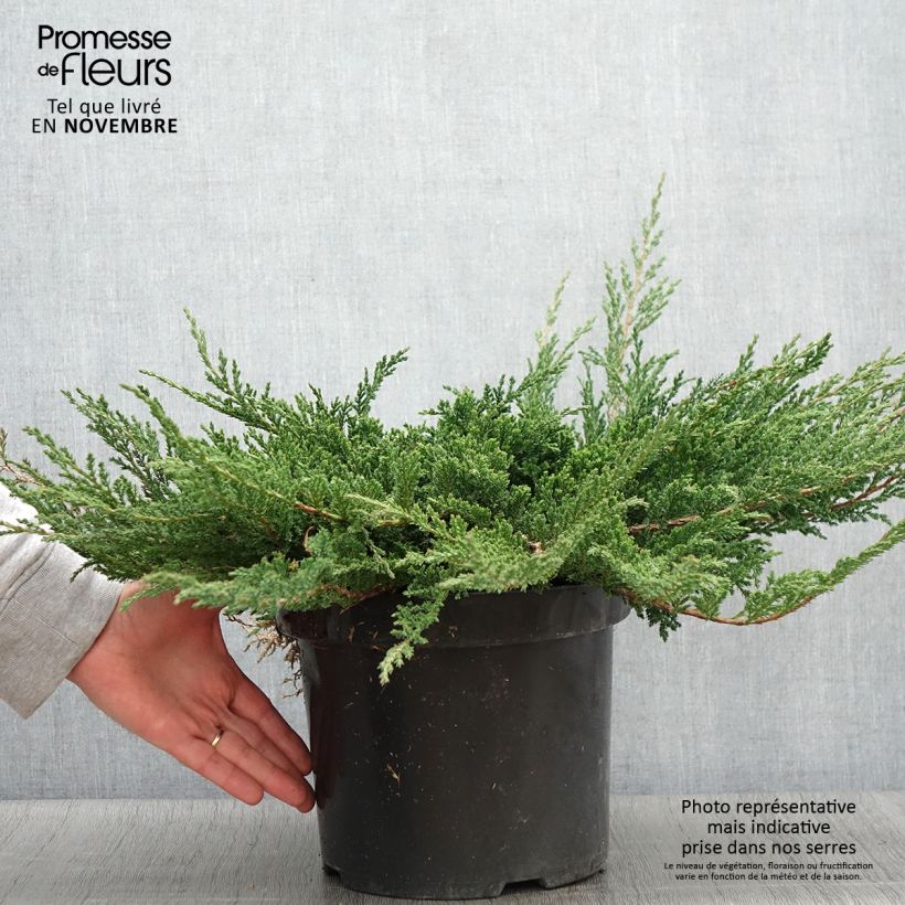 Ejemplar de Genévrier horizontal - Juniperus horizontalis Prince Of Wales en pot de 7,5L/10L entregado en otoño