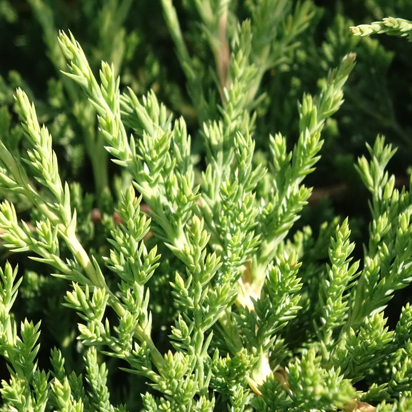 Juniperus horizontalis Prince Of Wales - Enebro rastrero (Follaje)