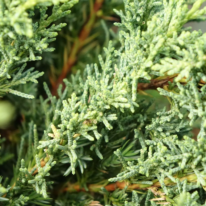 Juniperus chinensis Blaauw - Enebro de la China (Follaje)