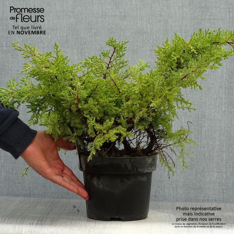 Ejemplar de Genévrier - Juniperus pfitzeriana Goldkissen en pot de 2l/3l entregado en otoño