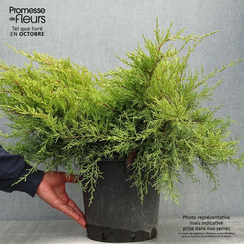 Ejemplar de Genévrier - Juniperus pfitzeriana Old Gold en pot de 7,5L/10L entregado en otoño