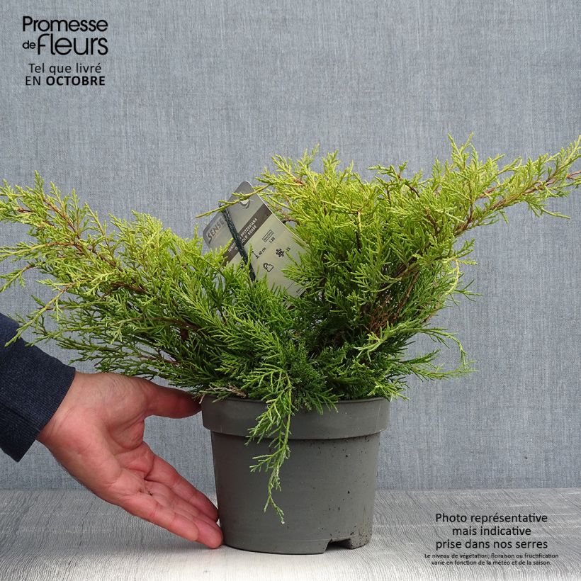 Ejemplar de Genévrier - Juniperus pfitzeriana Old Gold                Pot de 2L/3L entregado en otoño