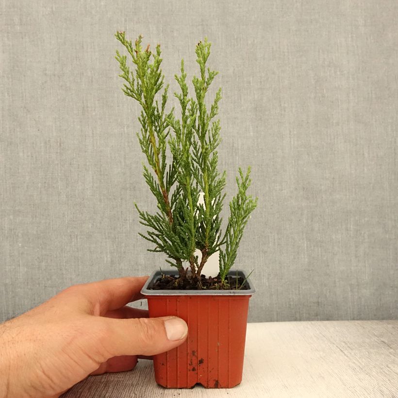 Juniperus scopulorum Moonglow - Enebro de las Rocallosas Maceta de 8/9 cm Ejemplar entregado en la primavera