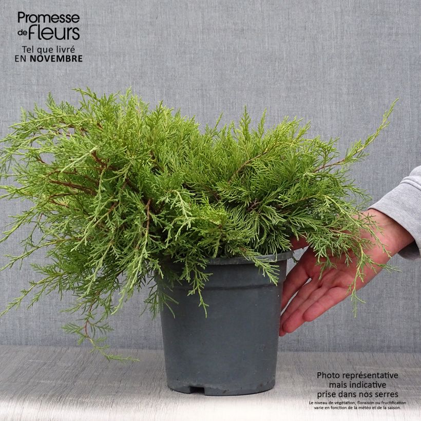 Ejemplar de Genévrier - Juniperus x media Gold Coast en pot de 2L/3L entregado en otoño