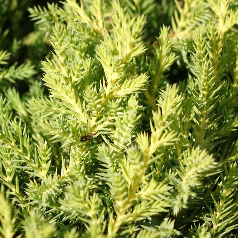 Juniperus pfitzeriana Gold Star - Enebro híbrido (Follaje)