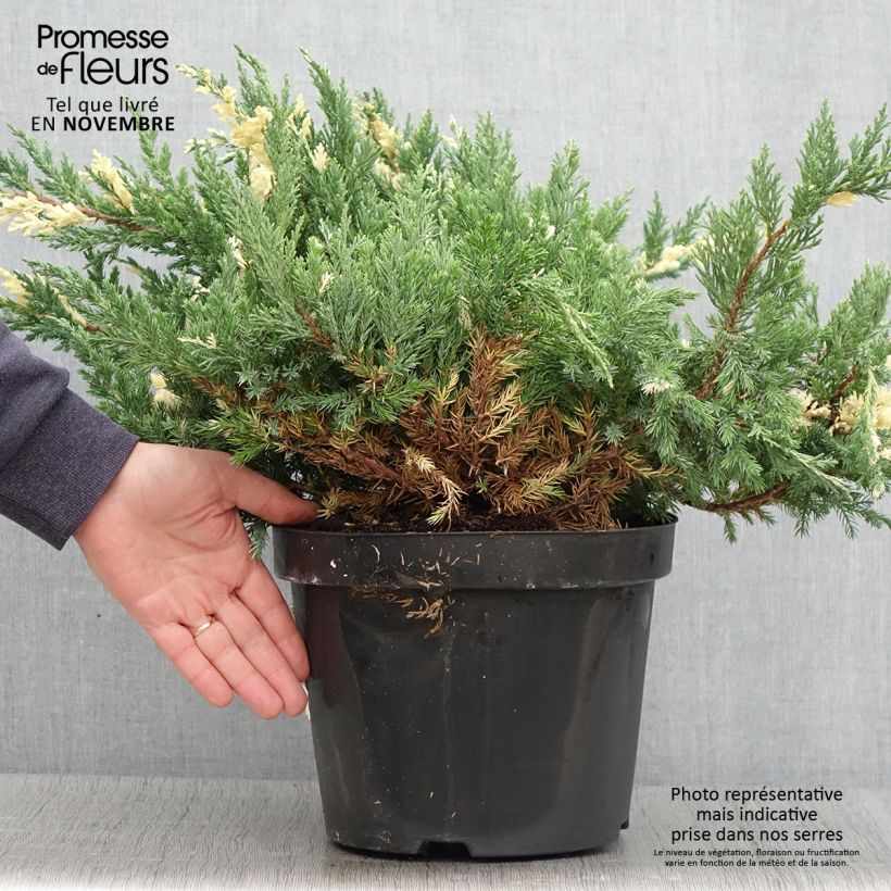 Ejemplar de Genévrier rampant - Juniperus chinensis Expansa Variegata en pot de 7,5L/10L entregado en otoño