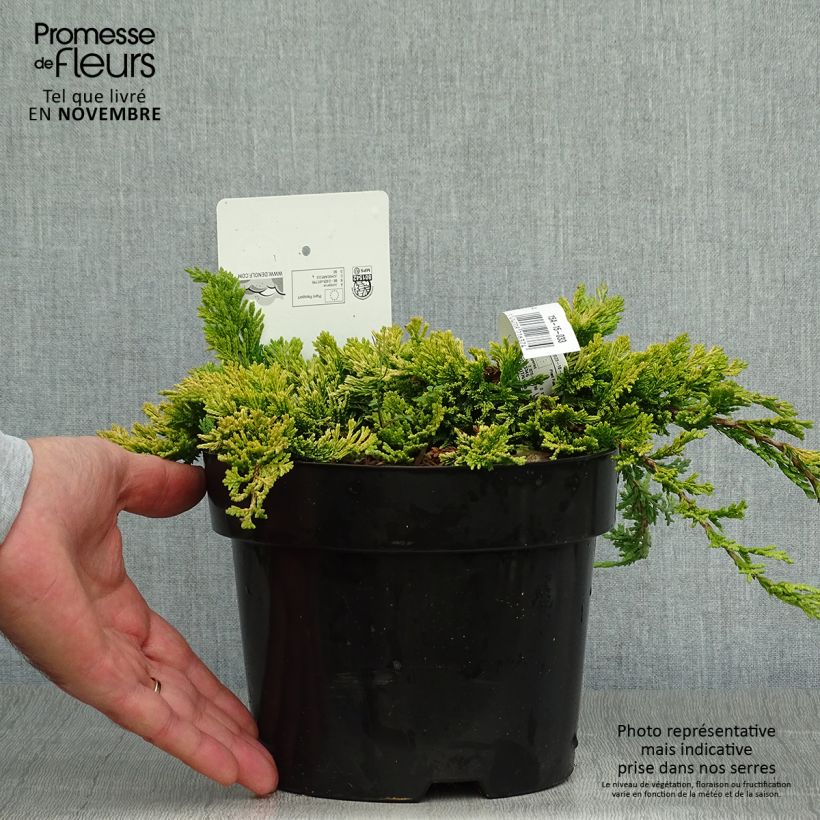 Ejemplar de Genévrier rampant - Juniperus horizontalis Golden Carpet Pot de 2L/3L entregado en otoño