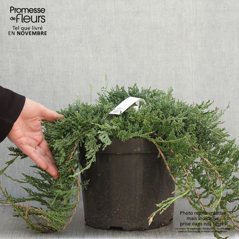 Ejemplar de Genévrier rampant - Juniperus horizontalis Wiltonii en pot de 7,5L/10L entregado en otoño