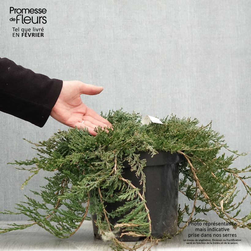 Genévrier rampant - Juniperus horizontalis Wiltonii en pot de 7,5L/10L Ejemplar entregado en invierno