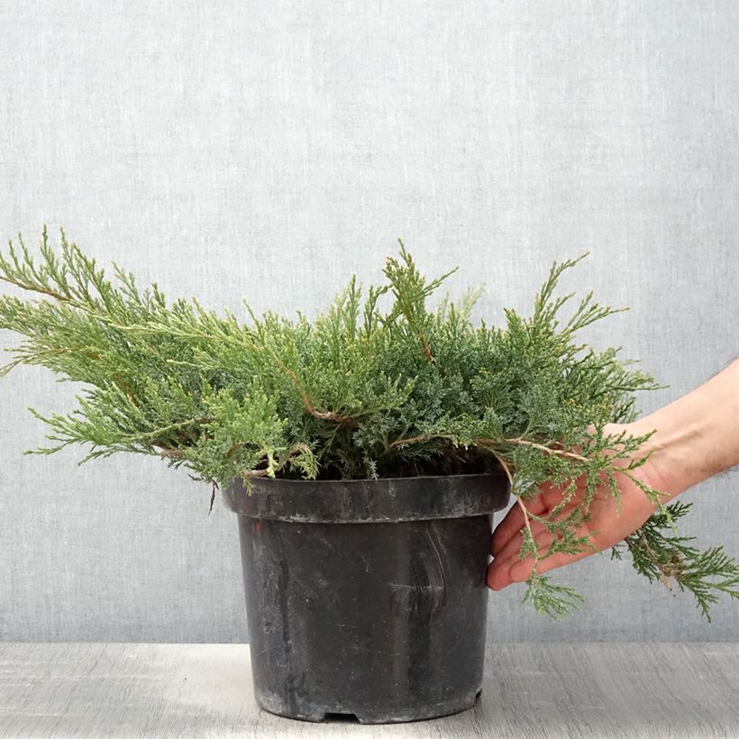 Juniperus horizontalis Wiltonii - Enebro rastrero Maceta 7,5L/10LAltura de entrega aprox. 40/50cm Ejemplar entregado en la primavera