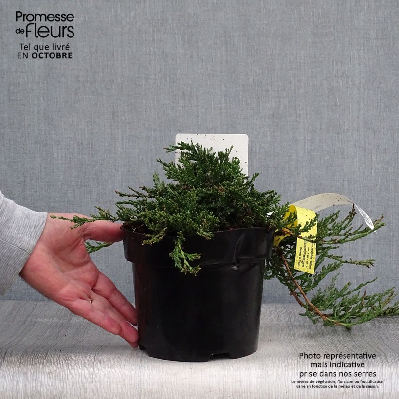 Ejemplar de Genévrier rampant - Juniperus horizontalis Wiltonii Pot de 3L/4L entregado en otoño