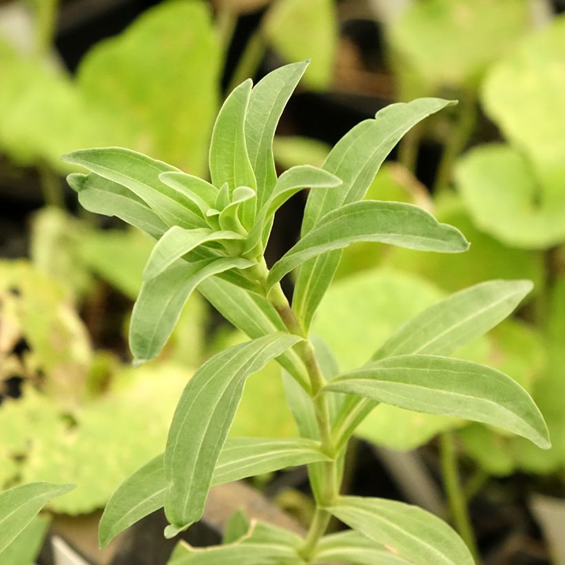 Gentiana cruciata (Follaje)