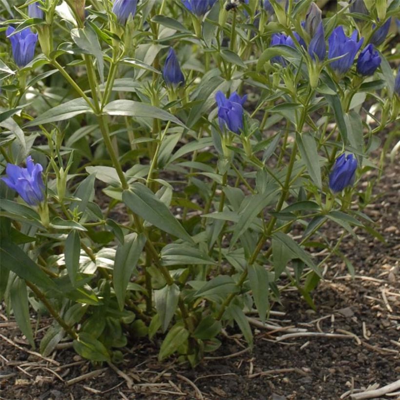 Gentiana True Blue (Follaje)