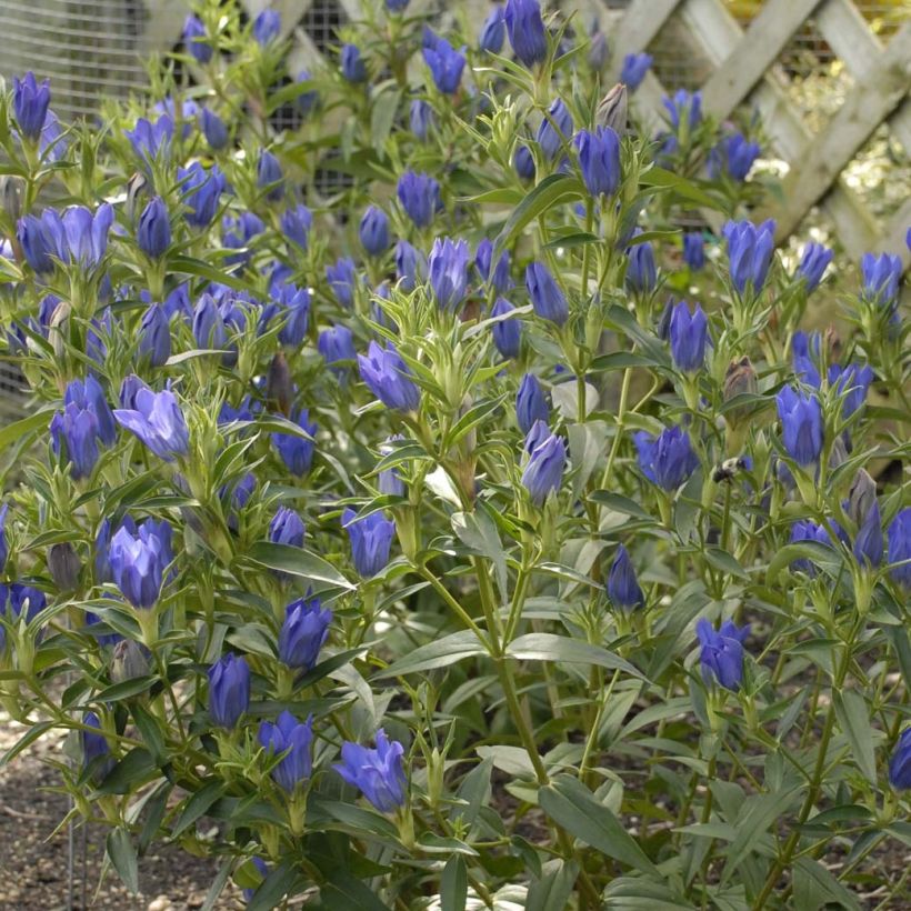 Gentiana True Blue (Floración)