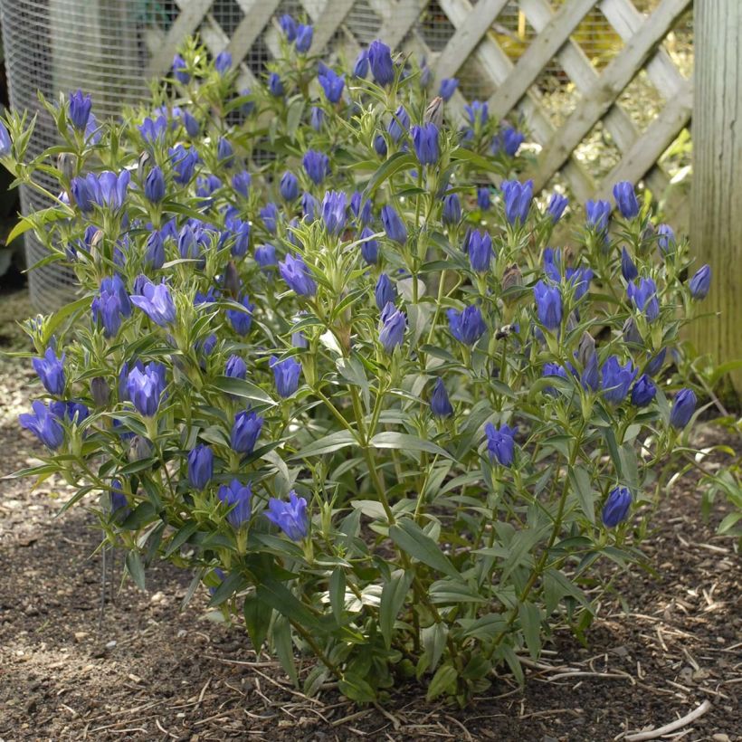 Gentiana True Blue (Porte)