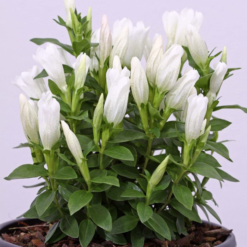 Gentiana makinoi White Magic (Porte)