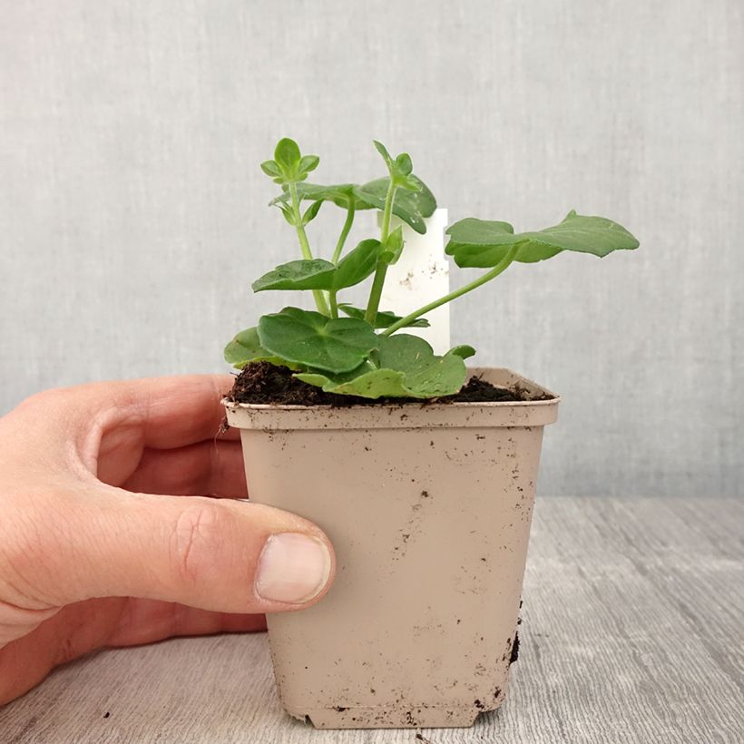 Géranium-lierre double Amelit - Pot de 10 cm/11cm Ejemplar entregado en la primavera