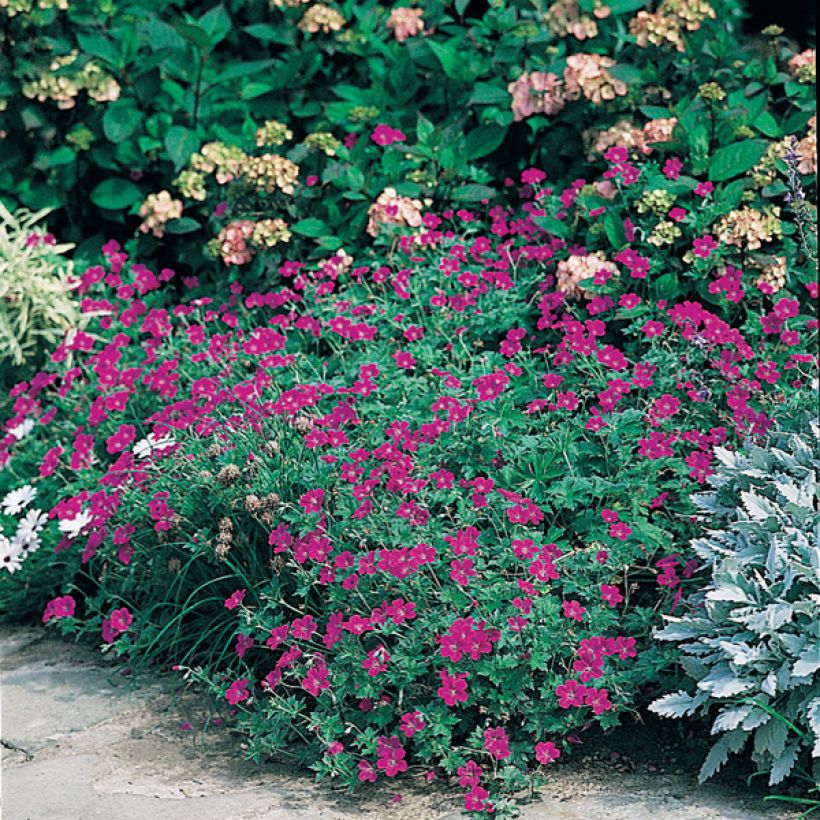 Geranio de sangre - Geranium sanguineum (Porte)