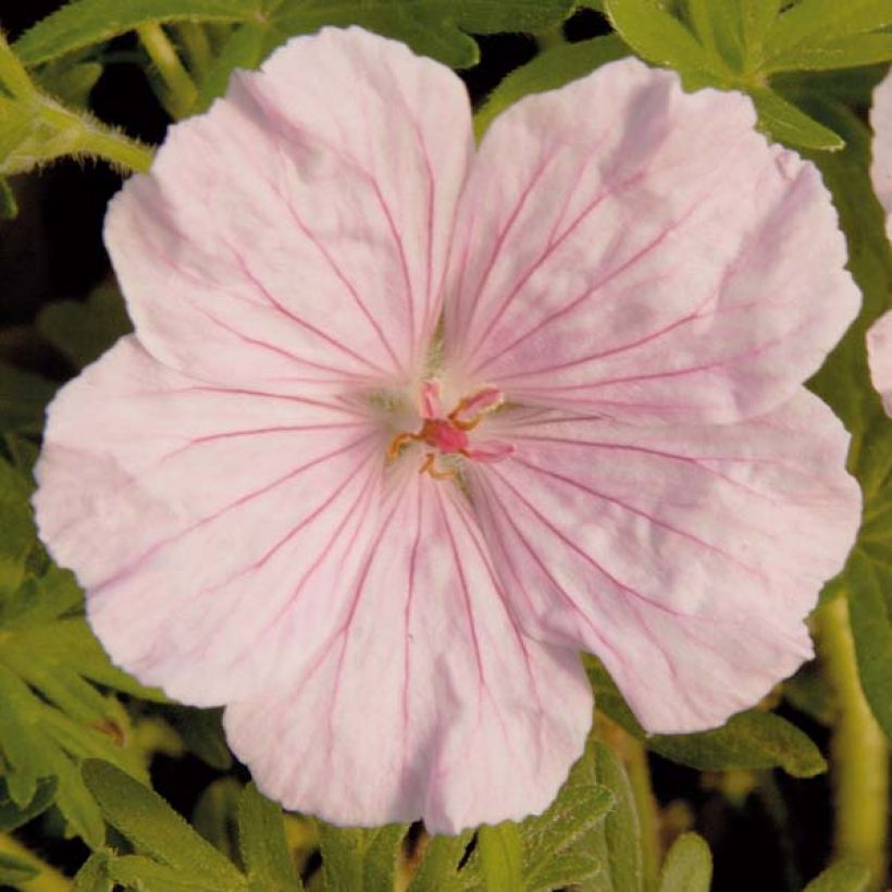 Geranio de sangre var. striatum - Geranium sanguineum (Floración)