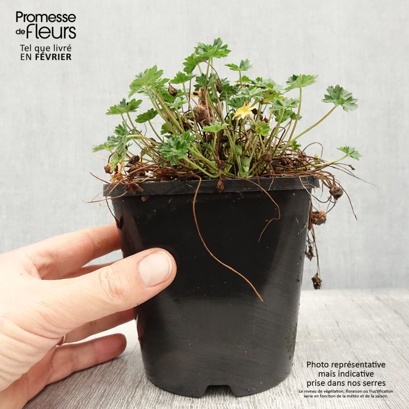 Géranium vivace cinereum Laurence Flatman - Pot de 1.5L/2L Ejemplar entregado en invierno