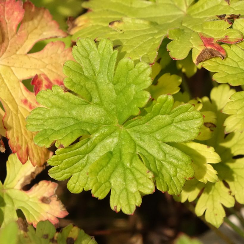 Geranio del Himalaya Azul - Geranium Gravetye (Follaje)