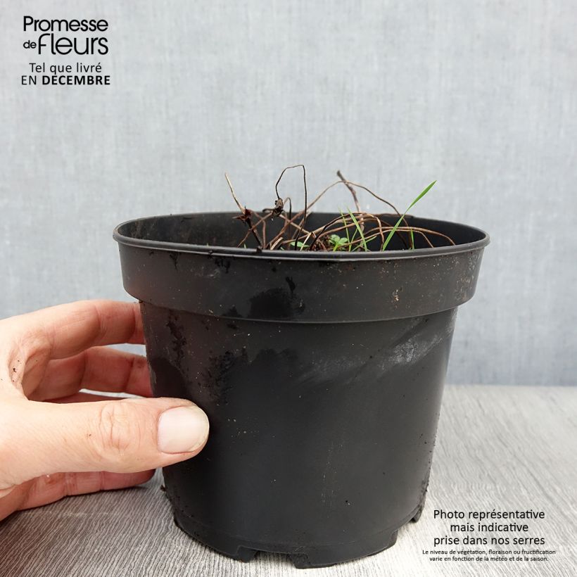 Géranium vivace himalayense Plenum (Birch Double) Pot de 2L/3L Ejemplar entregado en invierno