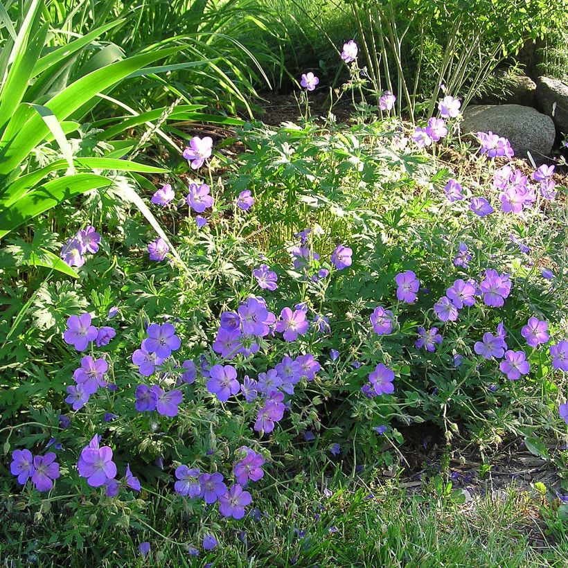 Geranio Johnson's Blue - Geranio vivaz (Floración)