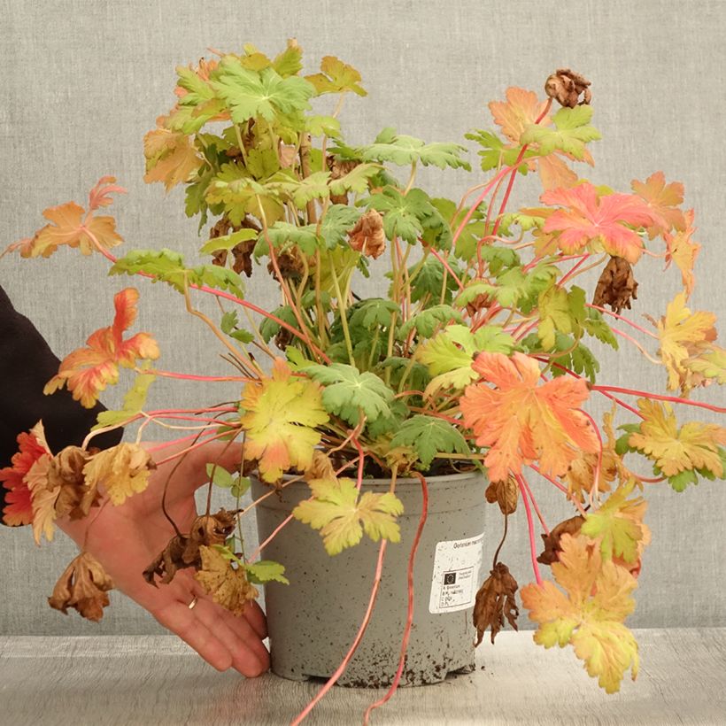 Ejemplar de Géranium vivace macrorrhizum Czakor - Pot de 3L/4L entregado en otoño