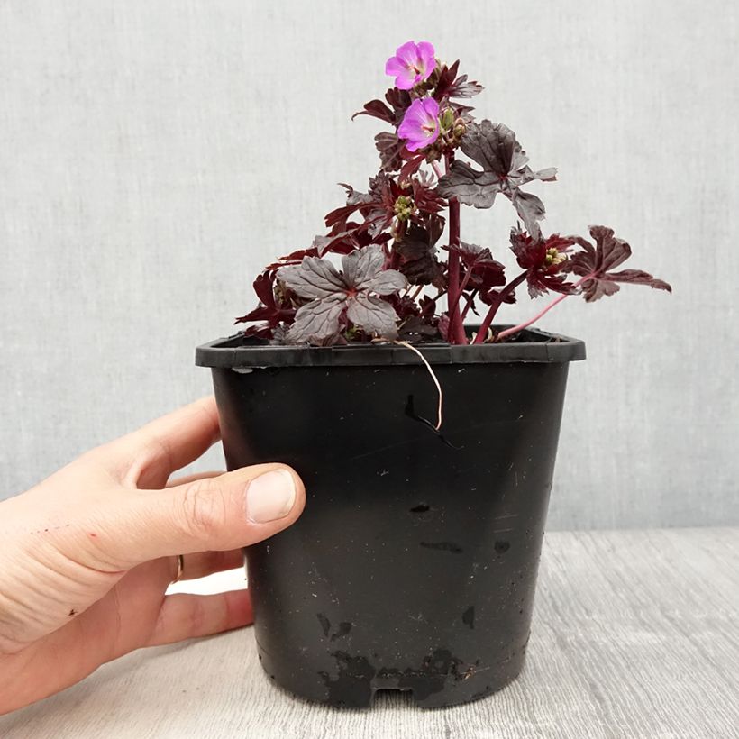 Geranium vivace maculatum Stormy Night Pot de 2L/3L Ejemplar entregado en la primavera