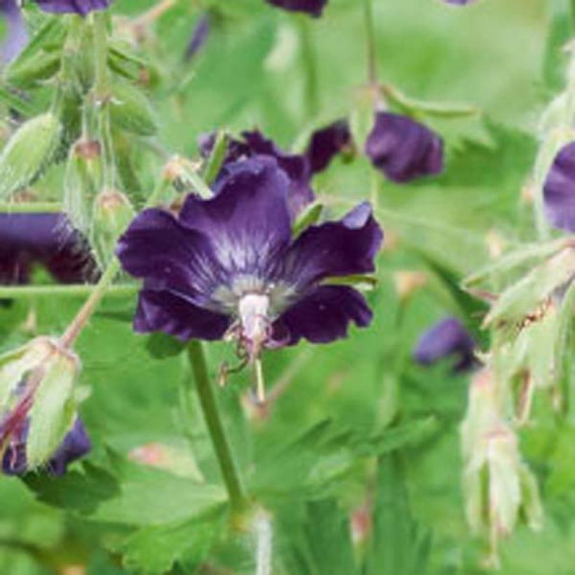 Geranio phaeum Lily Lovell - Geranio vivaz (Floración)