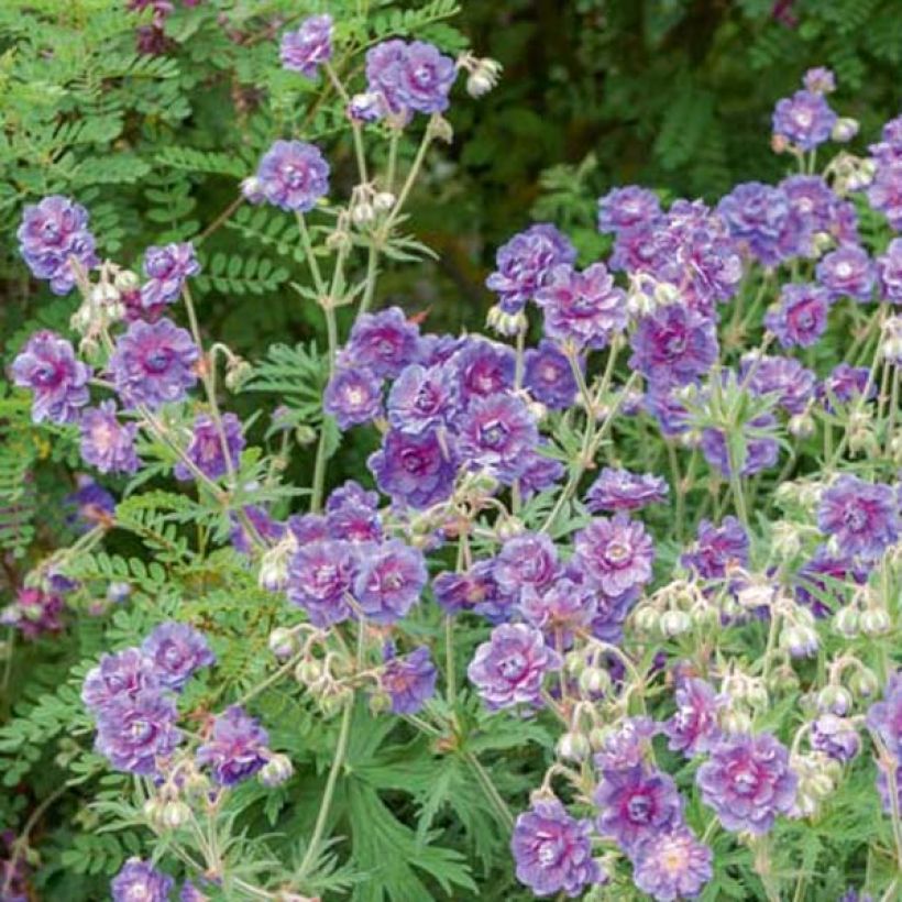 Geranio de prado Plenum Violaceum - Geranium pratense (Porte)