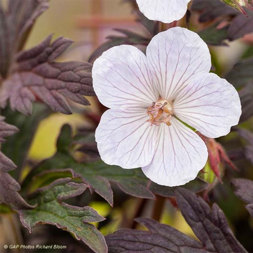 Geranio de prado Black n white Army - Geranium pratense (Follaje)