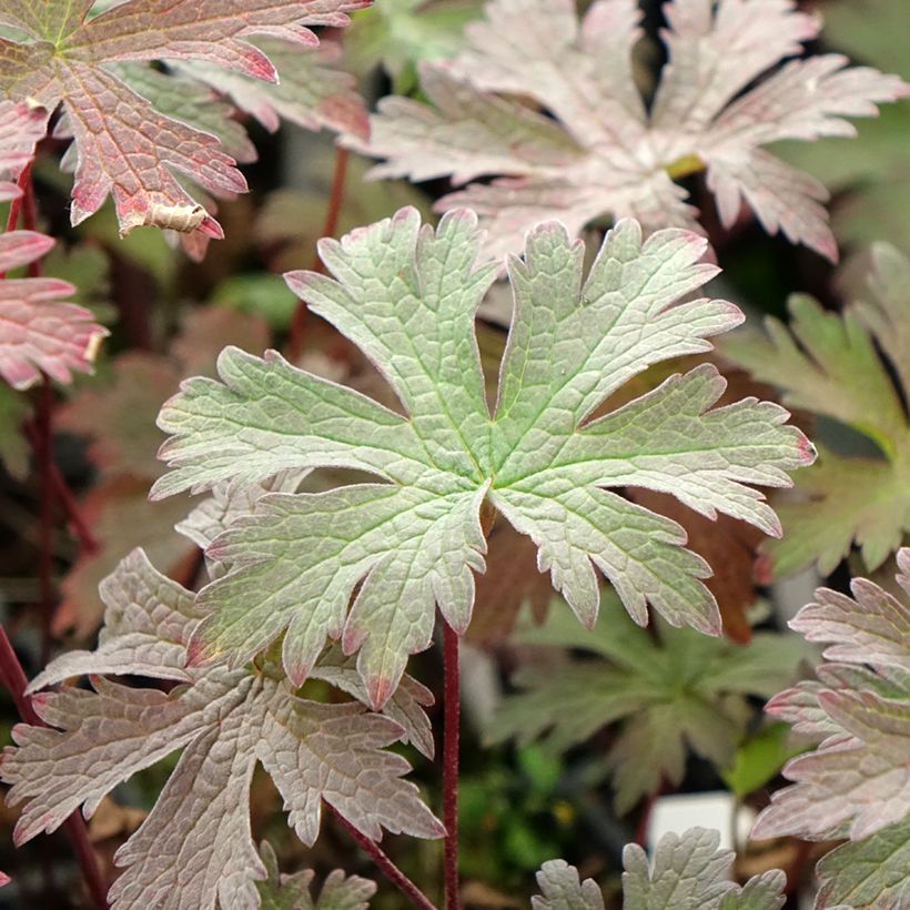 Geranio de prado Dark Eyes - Geranium pratense (Follaje)