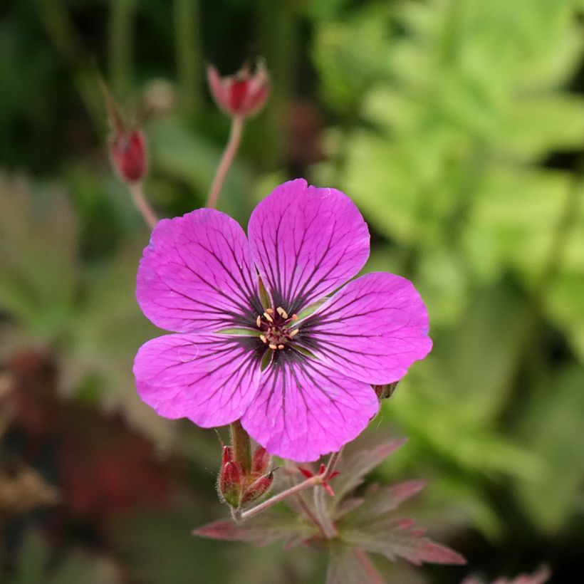 Geranio de prado Dark Eyes - Geranium pratense (Floración)