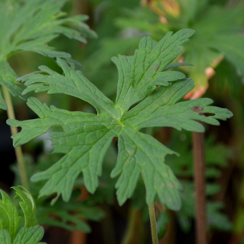 Geranio de prado Ilja - Geranium pratense (Follaje)