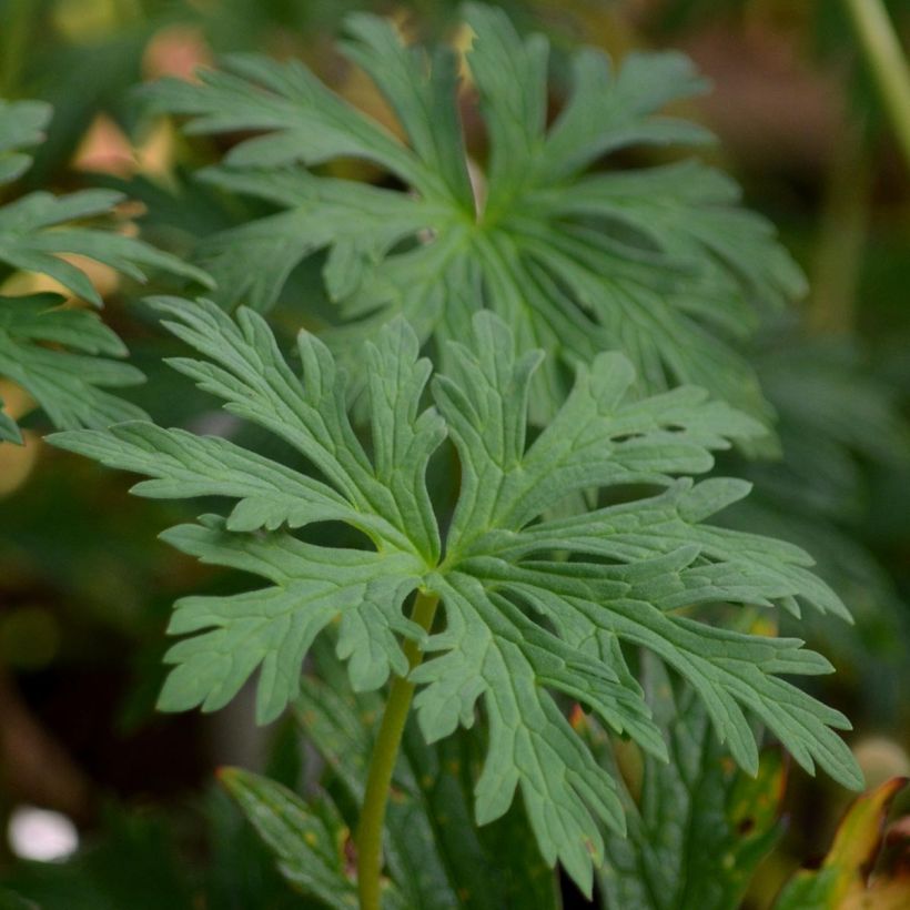 Geranio de prado Mrs Kendall Clark - Geranium pratense (Follaje)